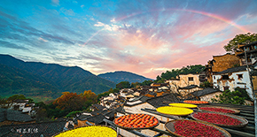 婺源全景-篁嶺-江嶺油菜花-休閑純